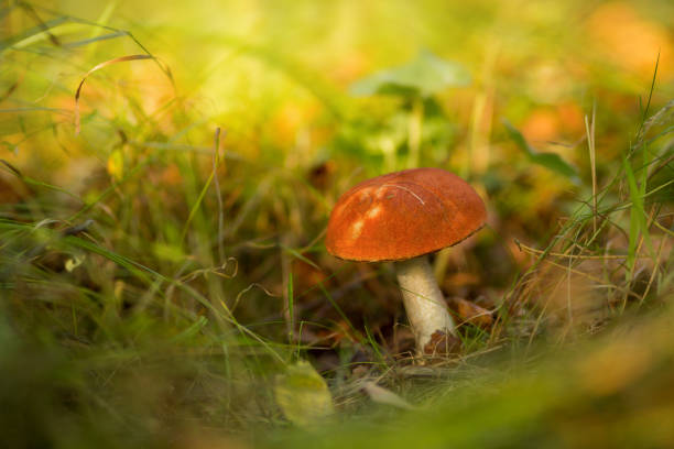 istock Leccinum mushroom in the grass on a sunny autumn day. 856757854