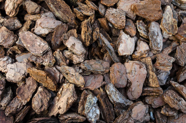 istock texture of wood bark pieces 856760666