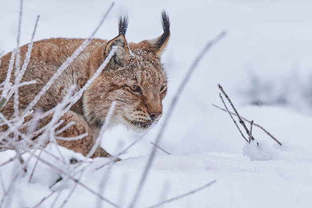 istock Eurasian lynx in the snow 856760668