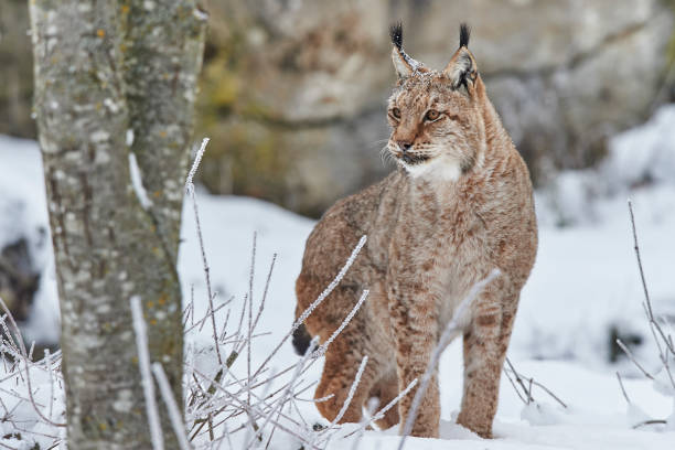 Eurasian lynx in the snow stock photo