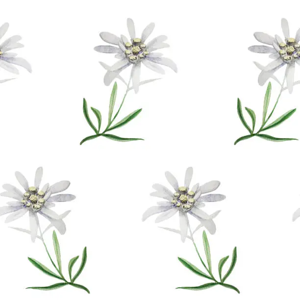 Edelweiss flower seamless pattern background texture. beautiful realistic hand drawn watercolor illustration. Alpine star. swiss symbol. For decoration, prints, advertising, logo, posters, invitation