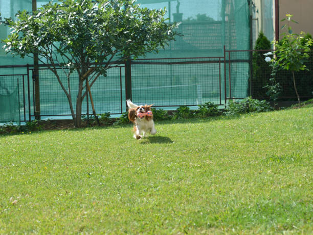 istock Lovely dog Playing in a Garden 856763938
