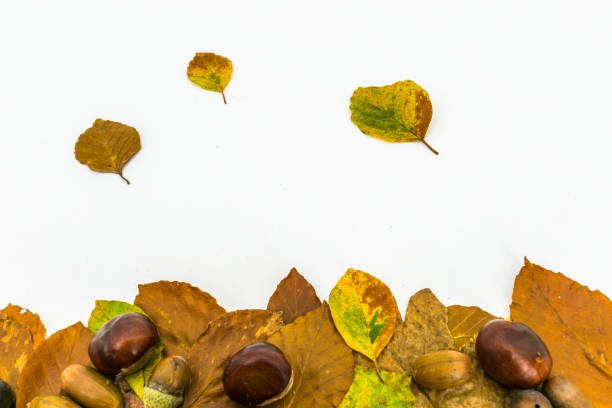 istock leaves acorns and chestnuts 856766526