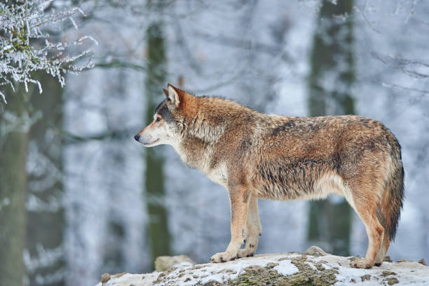 Wolf im Winter stock photo