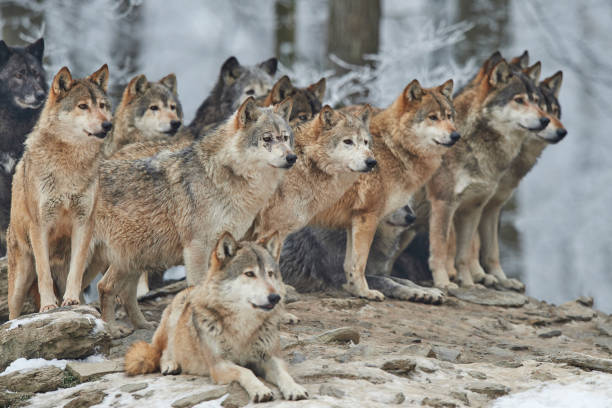 Wolf pack in winter stock photo