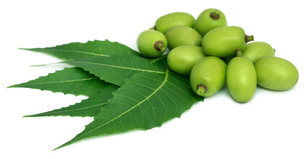 medicinal neem leaves with fruit - azadirachta indica imagens e fotografias de stock