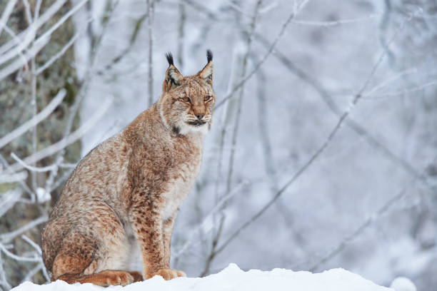 istock Eurasian lynx in the snow 856766872