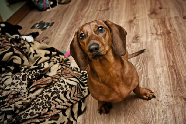 istock Dachshund in the room 856767042