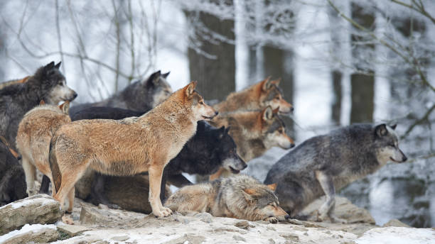 Wolf pack in winter stock photo