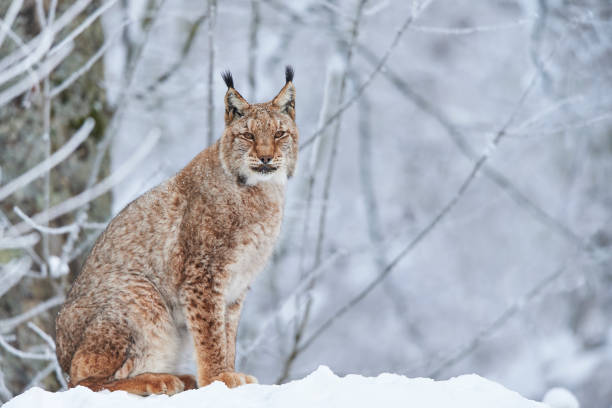 Eurasian lynx in the snow stock photo