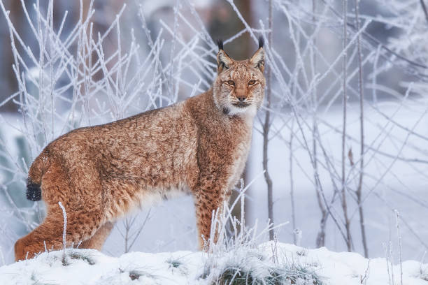 istock Eurasian lynx in the snow 856772112