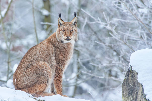 istock Eurasian lynx in the snow 856772260
