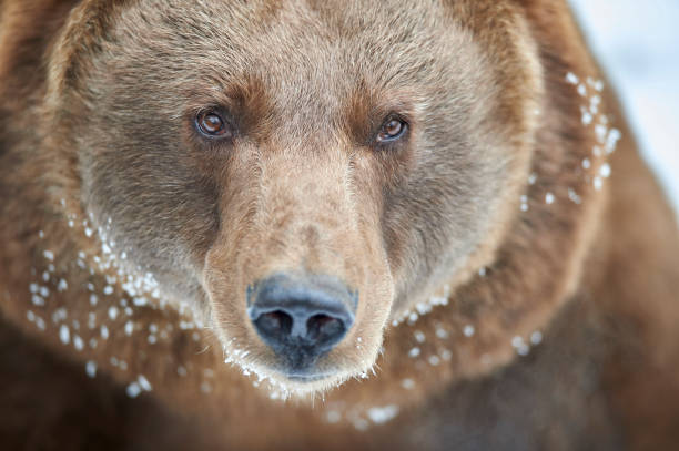 Brown bear in the snow stock photo