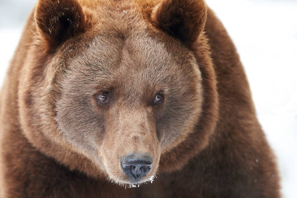 istock Brown bear in the snow 856773332