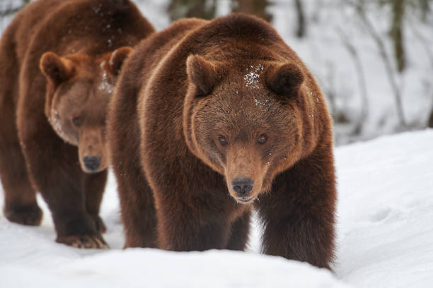 istock Brown bears in the snow 856773354