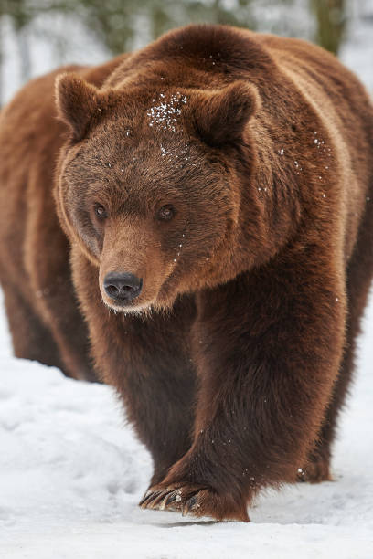 istock Brown bears in the snow 856773380