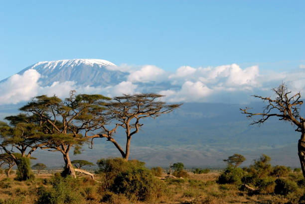 istock Kilimanjaro seen from the plains 856776306