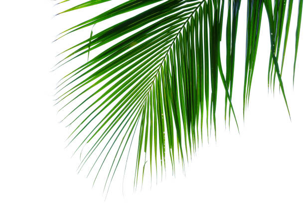 istock tropical coconut palm foliage 856790186
