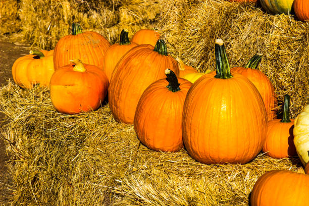 istock Row Of Pumpkins 856790294