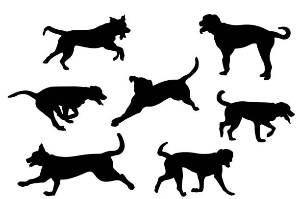 Bermese Mountain Dog Various snapshots in silhouettes of a bernese mountain dog dog clipart stock illustrations