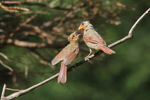 Cardeal - aves dos EUA - bebê alimentação de animais - foto de acervo