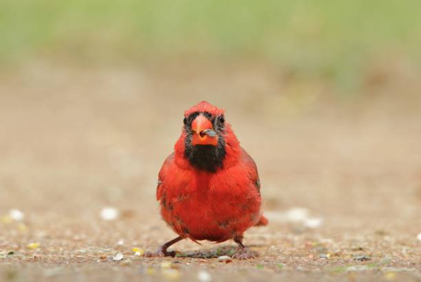 Cardeal - aves dos EUA - natureza engraçada - foto de acervo