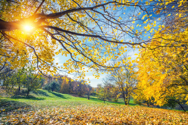 istock Sunny autumn in countryside 856794582