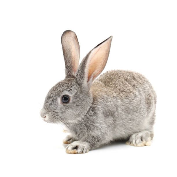 istock Baby Bunny isolated on white background 856794842