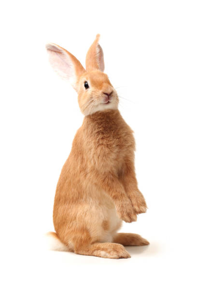 Baby Bunny isolated on white background