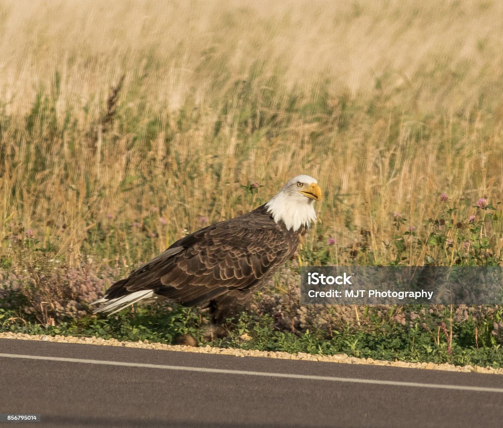 American Bald Eagle famous steely stair. An American Bald Eagle along  a rural road in Northwest Wisconsin on a beautiful fall morning in October. Adult Stock Photo