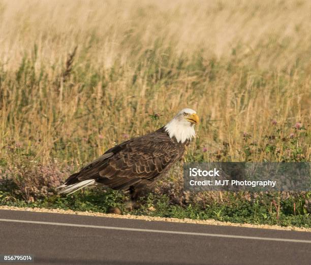 American Bald Eagle Famous Steely Stair Stock Photo - Download Image Now - Adult, American Culture, Animal Wing