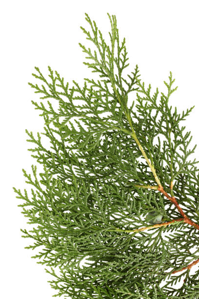 istock Pine Leaf and Fruits  on the white background 856797816