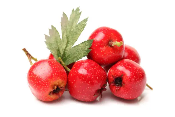 Twig of Hawthorn berries   isolated on white background