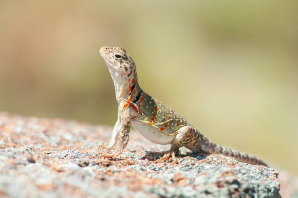 istock Female Eastern Collard Lizard on Rock, Wichita Mountains, Oklahoma 856801130