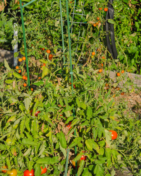 istock Community Garden in American Canyon 856801672