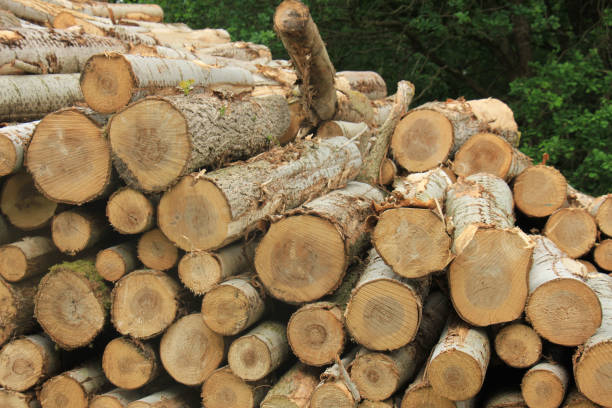 istock Chopped fuel wood in a forest 856801826