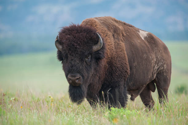 istock Bison Bull in the Early Morning, Wichita Mountains, Oklahoma 856804350
