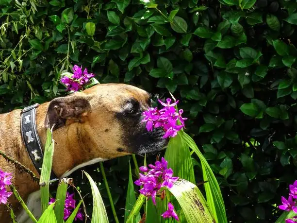 dog stops to smell the flowers in the garden