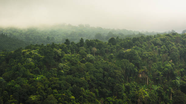 istock landscape of   Rain forest in Thailand 856805144
