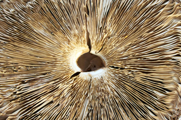 istock Bottom of parasol mushroom close-up 856807884