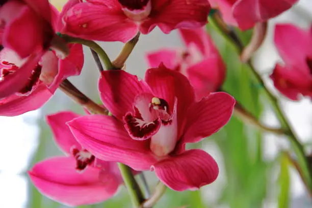 Photo of Orchids in spring