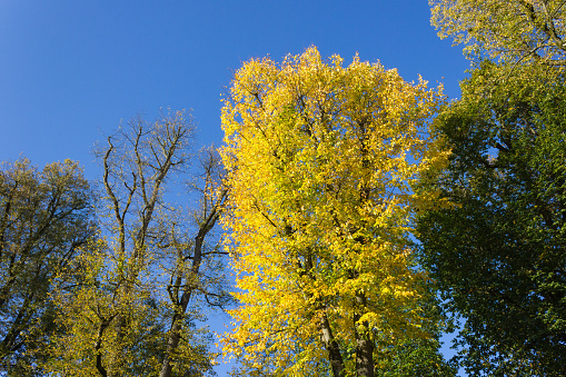 trees with yellow color of fall on a sunny day in october at south germany historical city near stuttgart area with great blue sky and warm sunshine