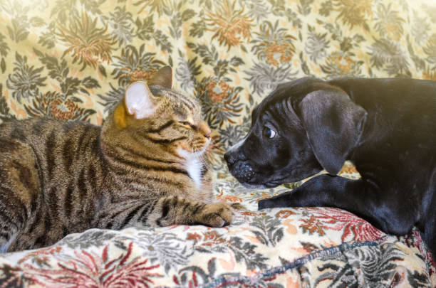 istock Tabby cat and black puppy sniff each other in the nose. 856809116