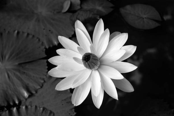 istock Water Lily in black and white, close up 856812572