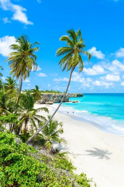 Bottom Bay, Barbados - Paradise beach on the Caribbean island of Barbados. Tropical coast with palms hanging over turquoise sea. Panoramic photo of beautiful landscape. Travel destination for vacation.