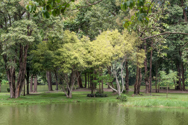 istock The big trees in the Park surrounded by water. 856819556