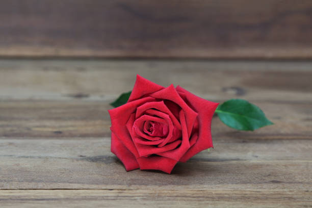 istock Red roses on a wooden background. 856819590