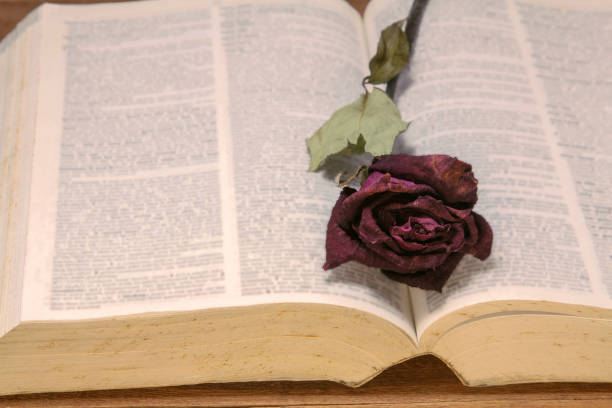 istock Dried red rose on an old book, Vintage tone. 856819634