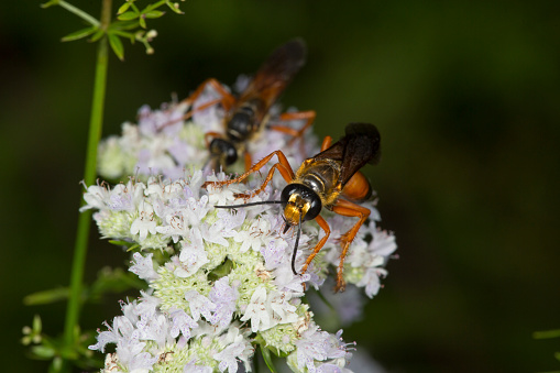 A polist wasp fuscatus forages a flower in summer.