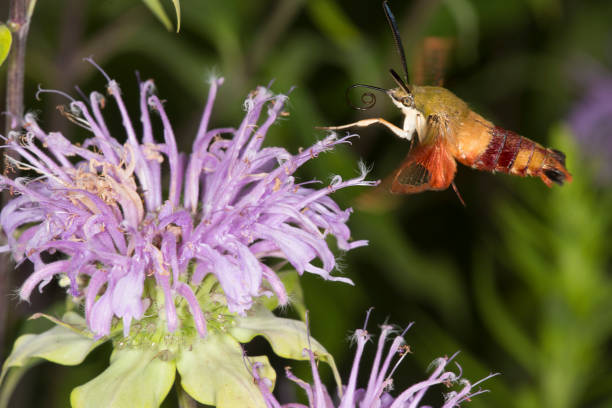 istock Hummingbird moth hovers while foraging on lavender bee balm flower. 856823504